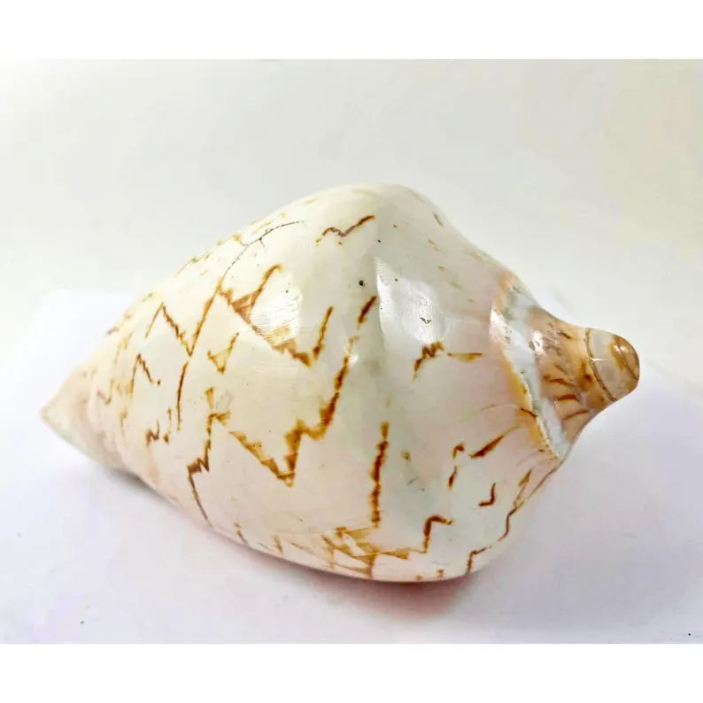 Seashell Volute Cymbiola Nobilis