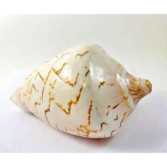 Seashell Volute Cymbiola Nobilis
