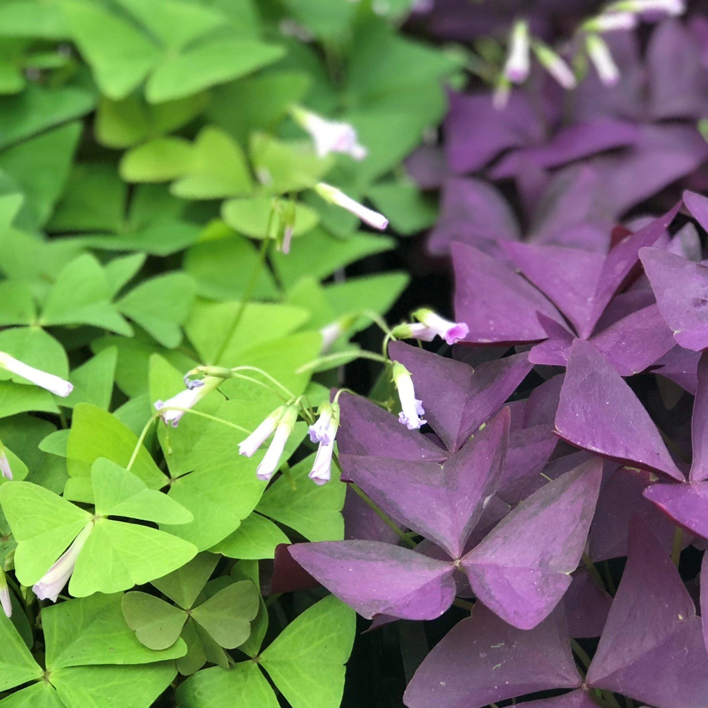 Oxalis 3"
