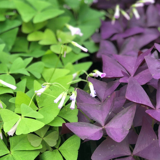Oxalis 3"