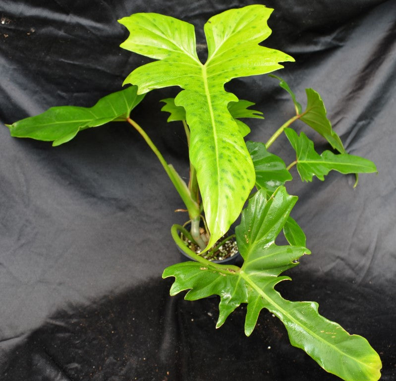Philodendron 'Golden Dragon' 6"