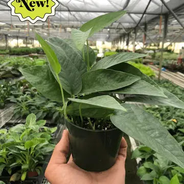 Pothos Cebu Blue