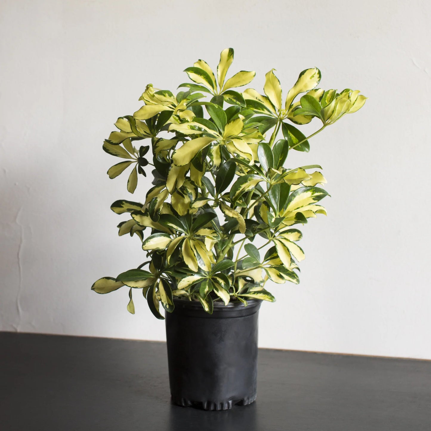 Variegated Schefflera Arboricola 'Umbrella Tree'