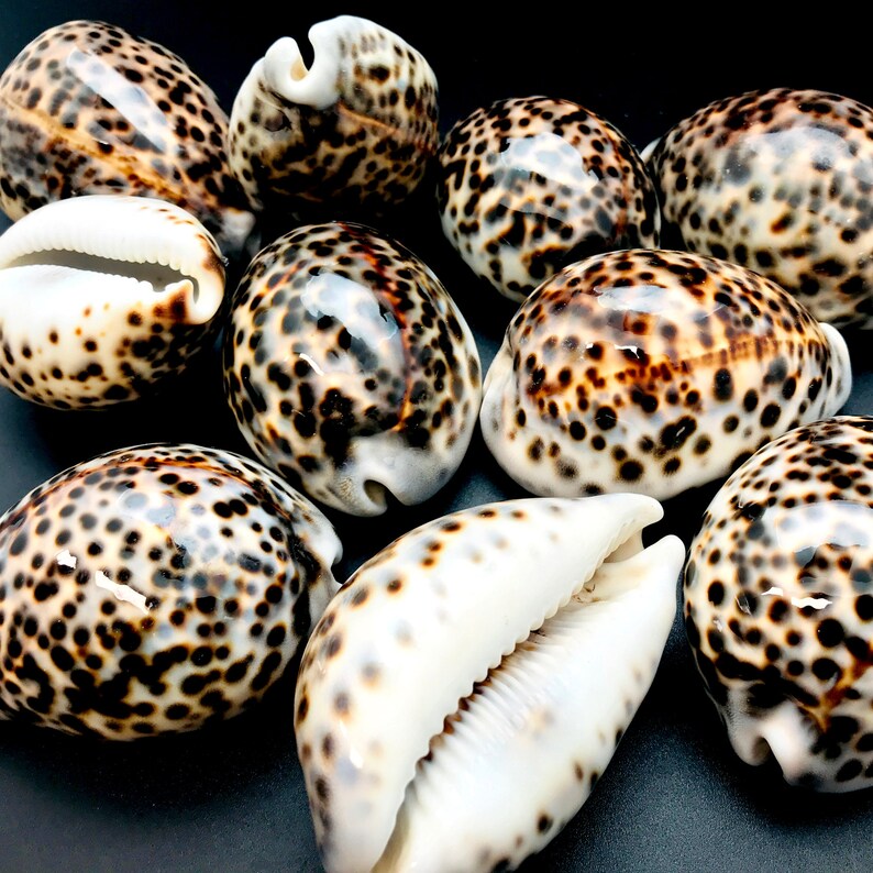 Seashell Comrie / Arabic