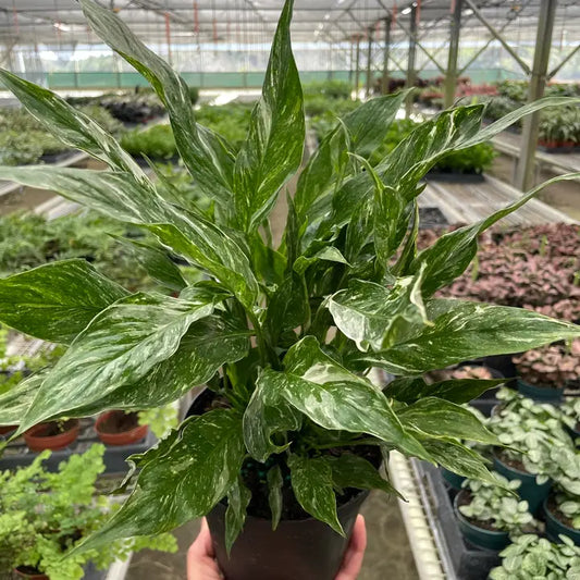 Spathiphyllum 'Domino Variegated' 6"