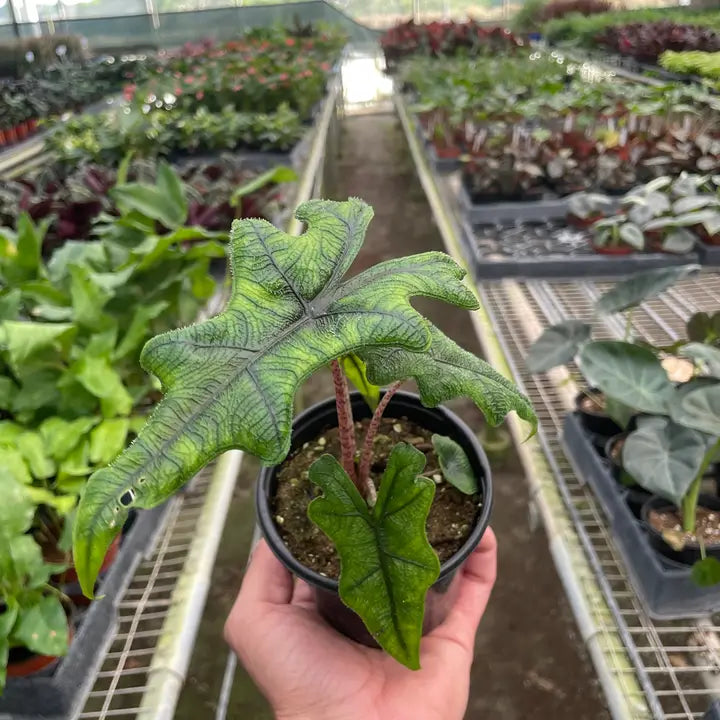 Alocasia 'Jacklyn' 6"
