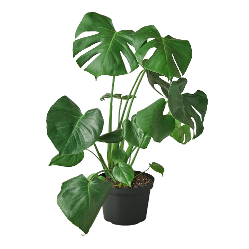 Philodendron 'Monstera Split-Leaf'