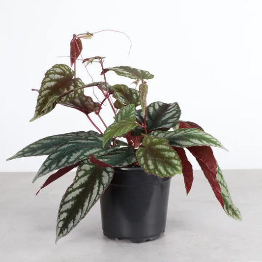 Rex Begonia Vine