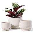 Glazed Cream Ceramic Pot w/ Drip Tray