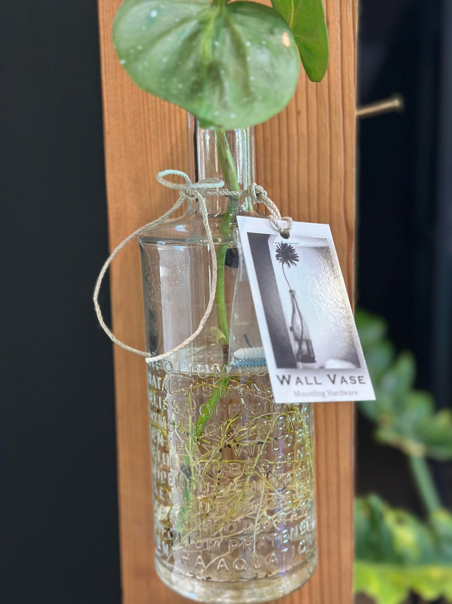 Propagation Wall Vase