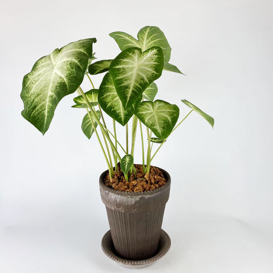Caladium 'Waters Edge'