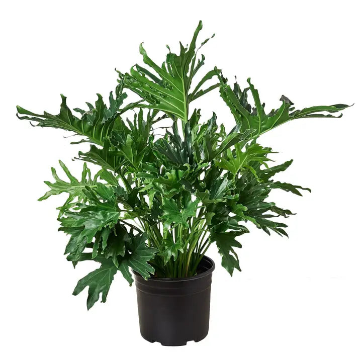 Philodendron "Lickety Split"
