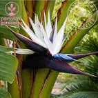 Bird of Paradise | White