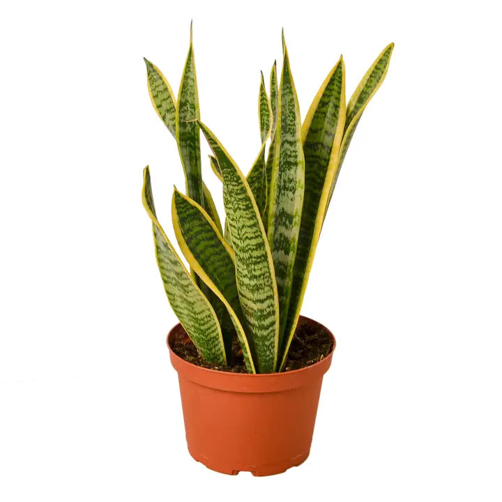 Snake Plant 'Laurentii'
