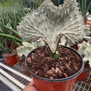 Succulent Euphorbia 6"