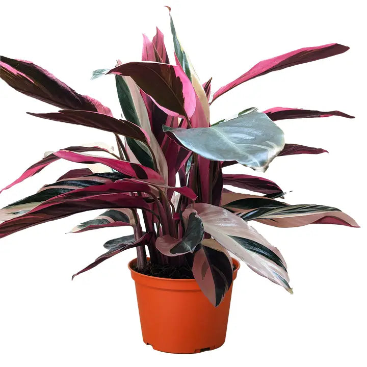 Stromanthe Triostar
