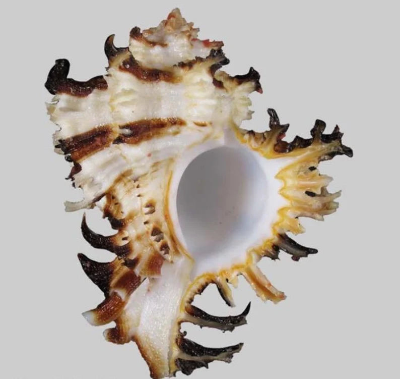 Endive Murex Seashells