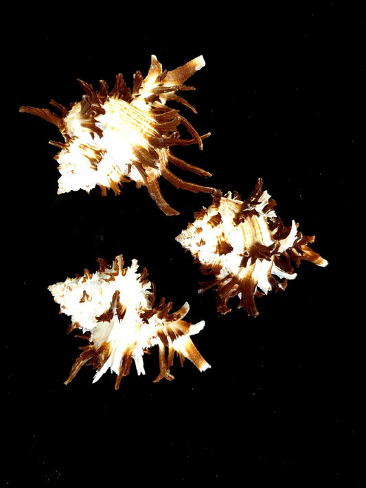 Endive Murex Seashells