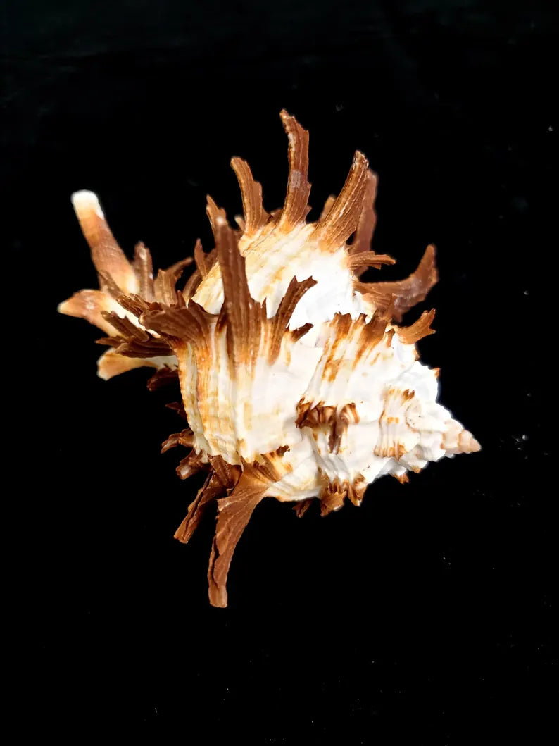Endive Murex Seashells