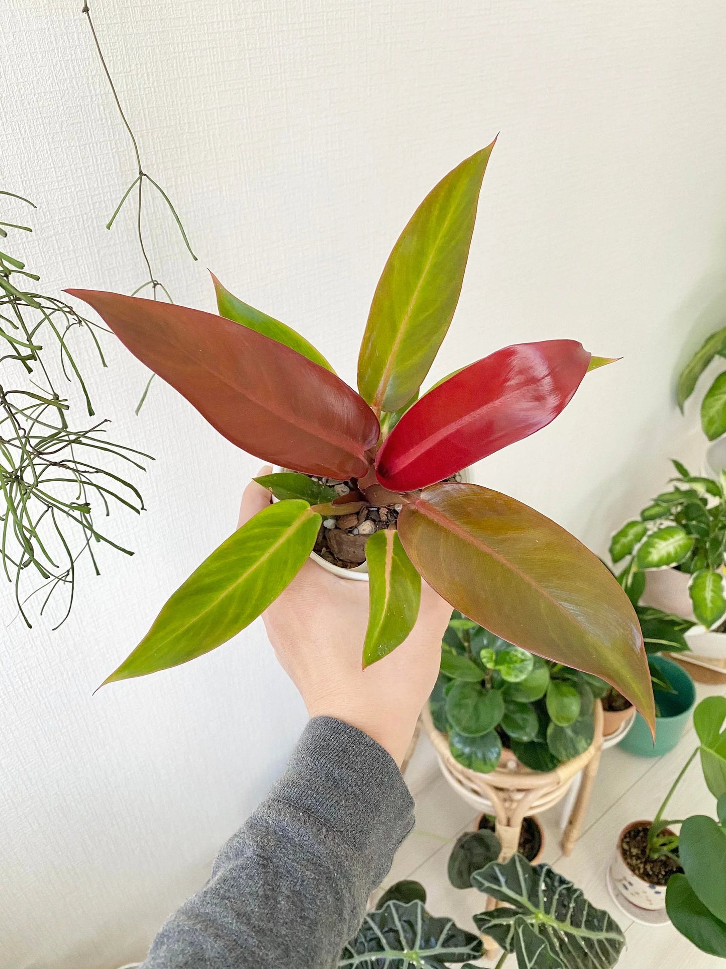 Philodendron 'Sun Red'