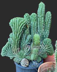 Trichocereus Pachanoi 'San Pedro Cactus'