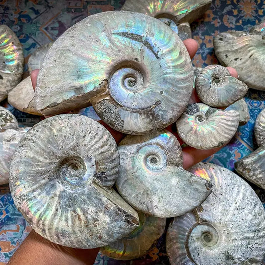 Rainbow Ammonite Fossil, Iridescent