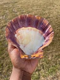 Assorted Lion's Paw Shell | Smudge Bowl