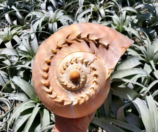 Melo Melo Sea Snail Shell