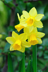 Mini Daffodils