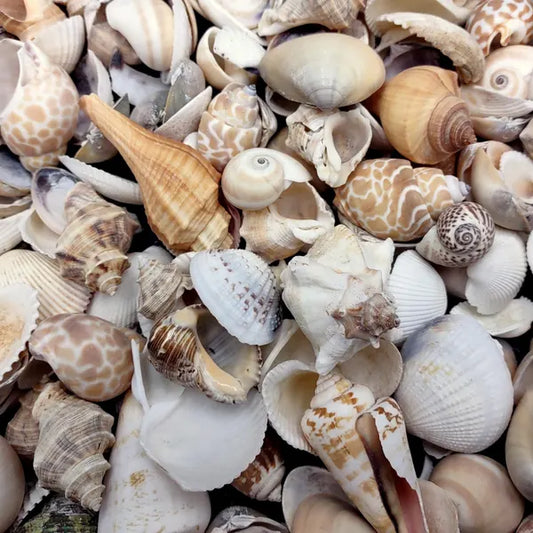 MIXED SMALL SEASHELLS