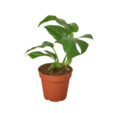 Monstera Minima 6"