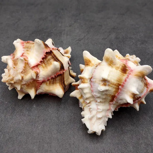 Murex Assorted Seashells