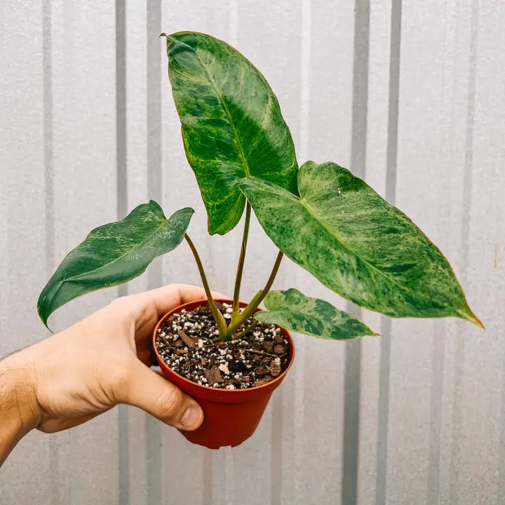 Philodendron 'Paraiso Verde'