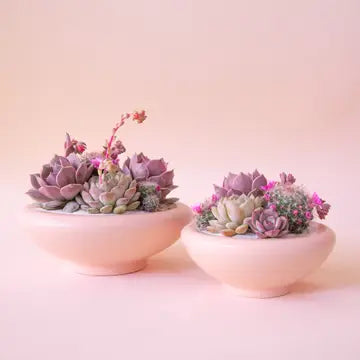 JUNGLE CLUB - Birdie Bowls 8.25"