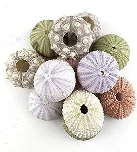 Sea Urchin Seashell