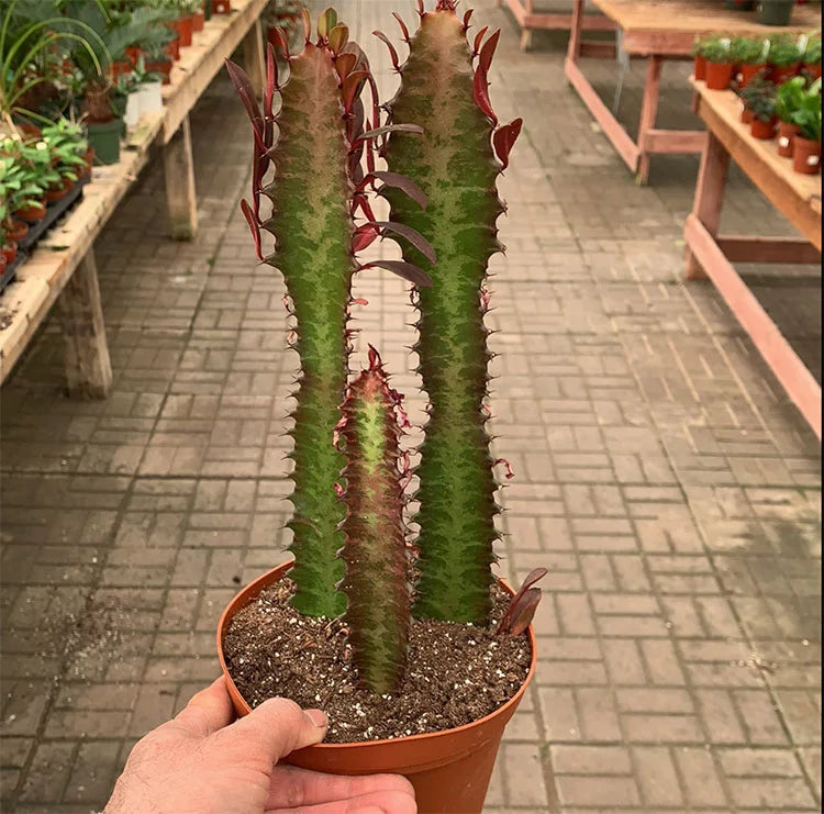 Euphorbia Trigona 'African Milk Tree'