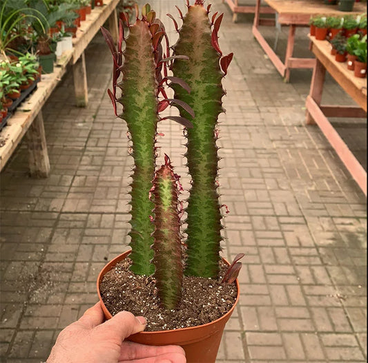 Euphorbia Trigona 'African Milk Tree'