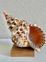 Triton Seashells
