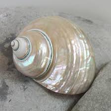 Turbo Seashells