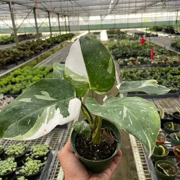 Variegated Philodendron 4" 'White Princess'
